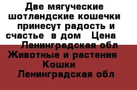 Две мягуческие  шотландские кошечки  принесут радость и счастье  в дом › Цена ­ 1 - Ленинградская обл. Животные и растения » Кошки   . Ленинградская обл.